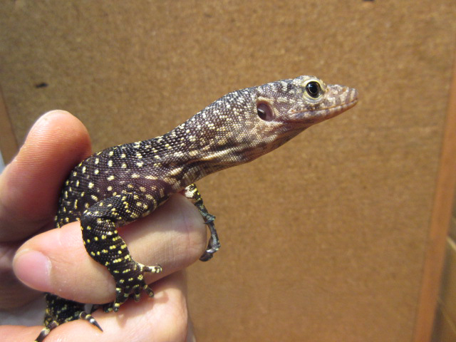 マングローブモニター(11)