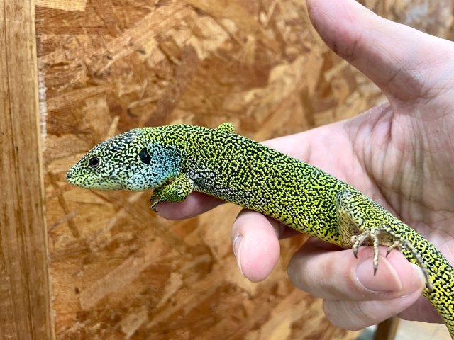 メディアカナヘビ