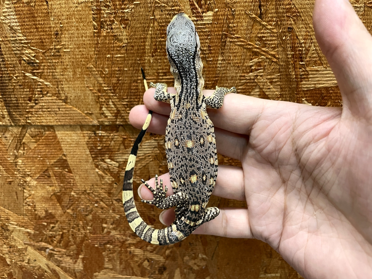 アフリカンロックモニター（ノドジロ）(11)