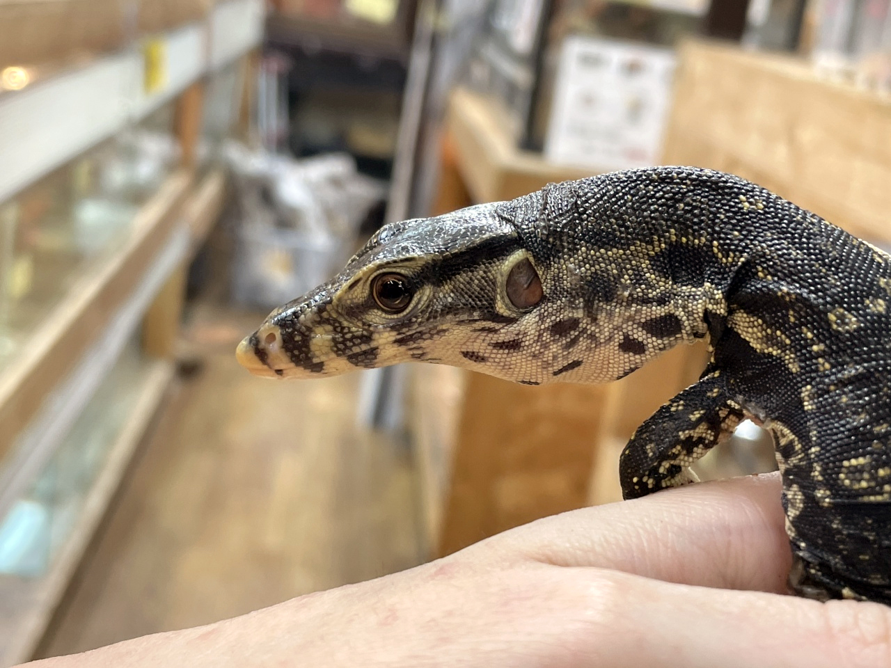 サルバトールモニター（ジャワ産）(6)