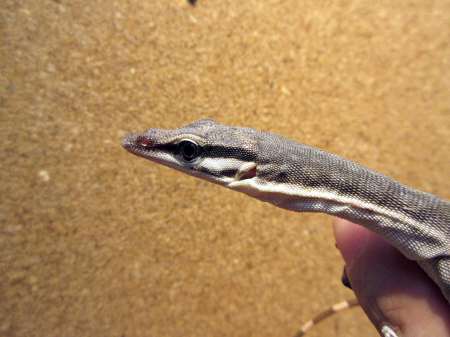 キンバリーロックモニター(10)