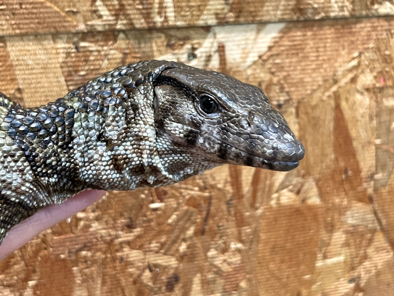 デュメリルモニター(4)