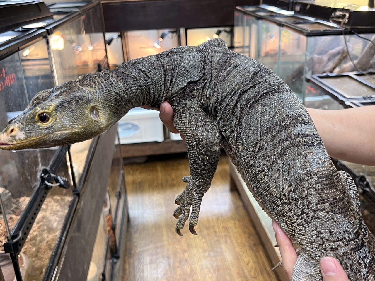 グレイモニター(5)