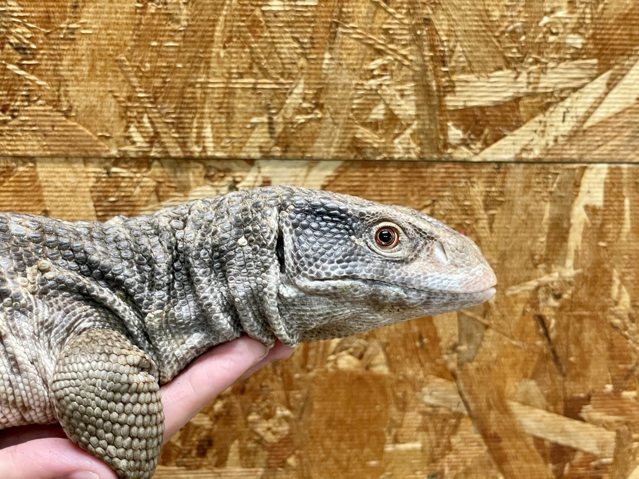 サバンナモニター(11)