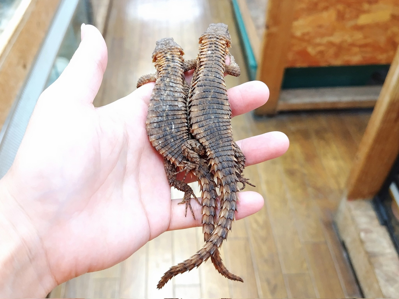 マサイヨロイトカゲ(10)