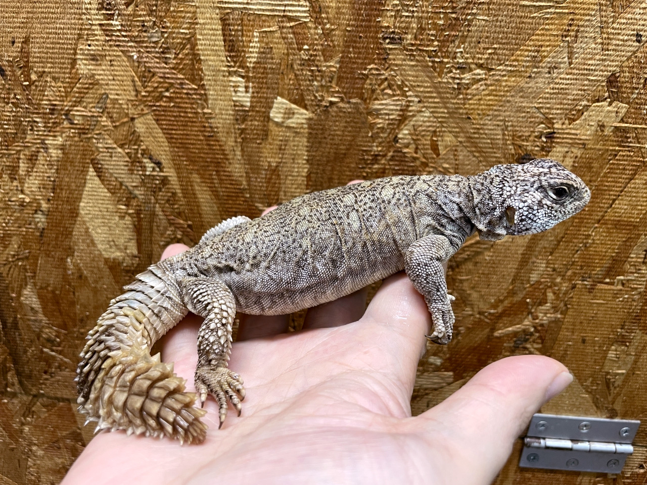 フィルビートゲオアガマ(11)