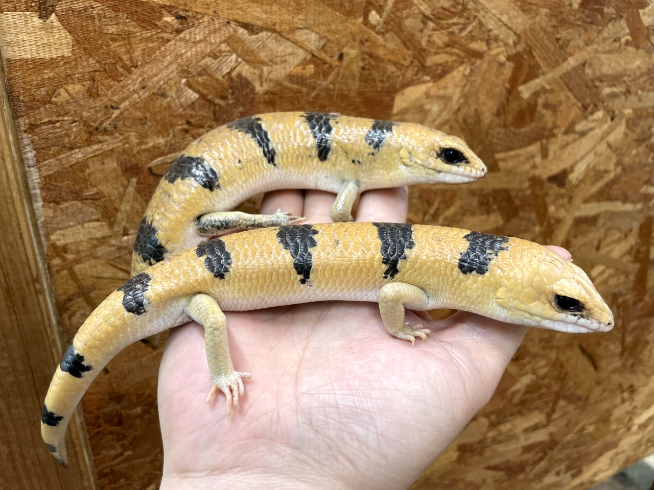 ピーターズバンデッドスキンク(3)