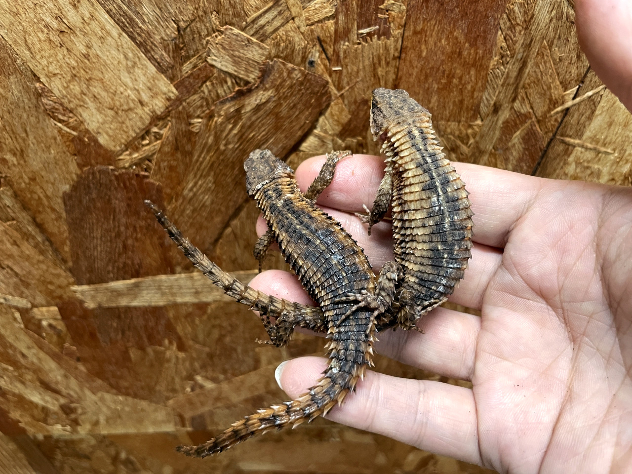 マサイヨロイトカゲ(8)