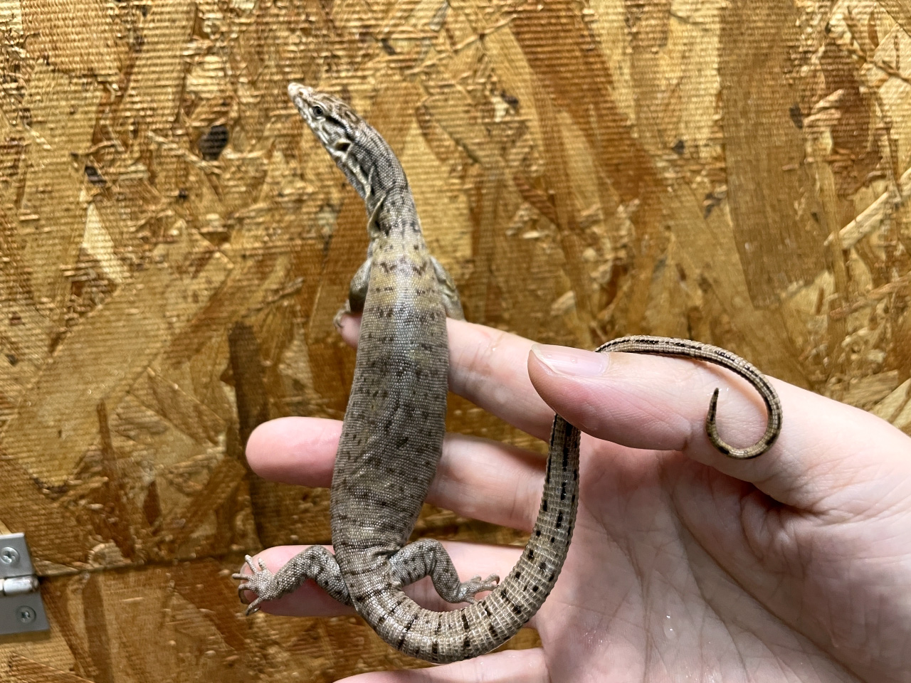 ピグミーマルガモニター(7)