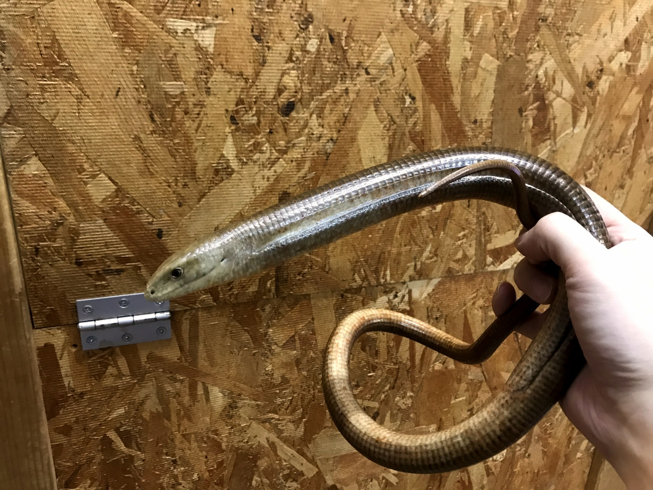 トラキアアシナシトカゲ(1)