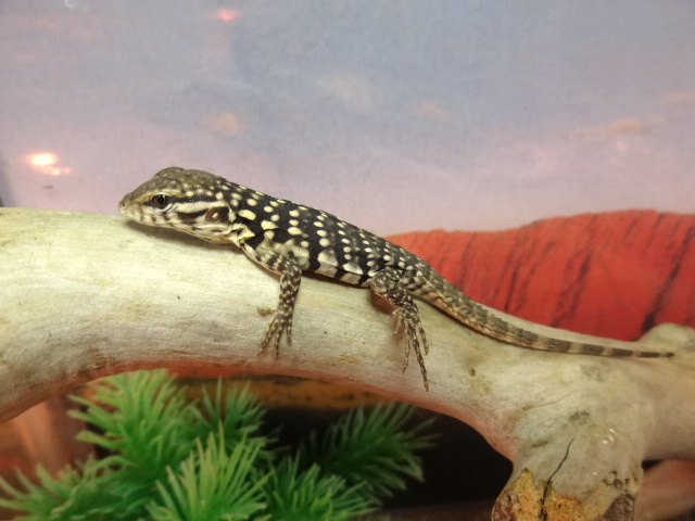 スベノドトゲオイグアナ(7)