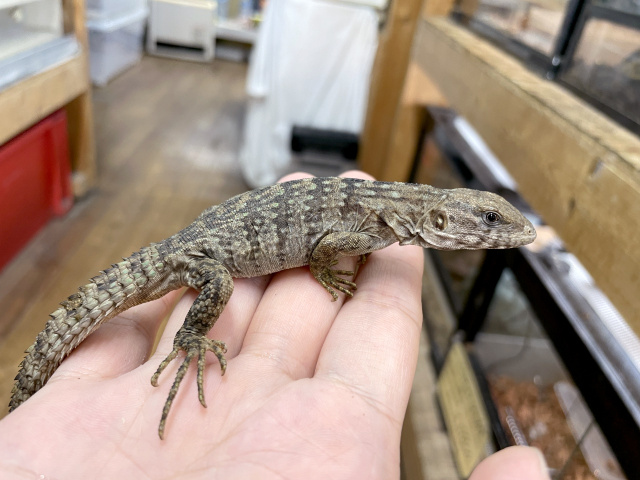 スベノドトゲオイグアナ