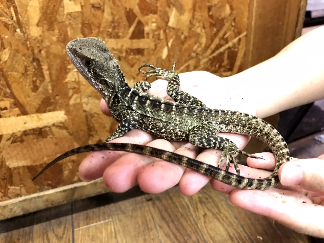 ヒガシウォータードラゴン(4)