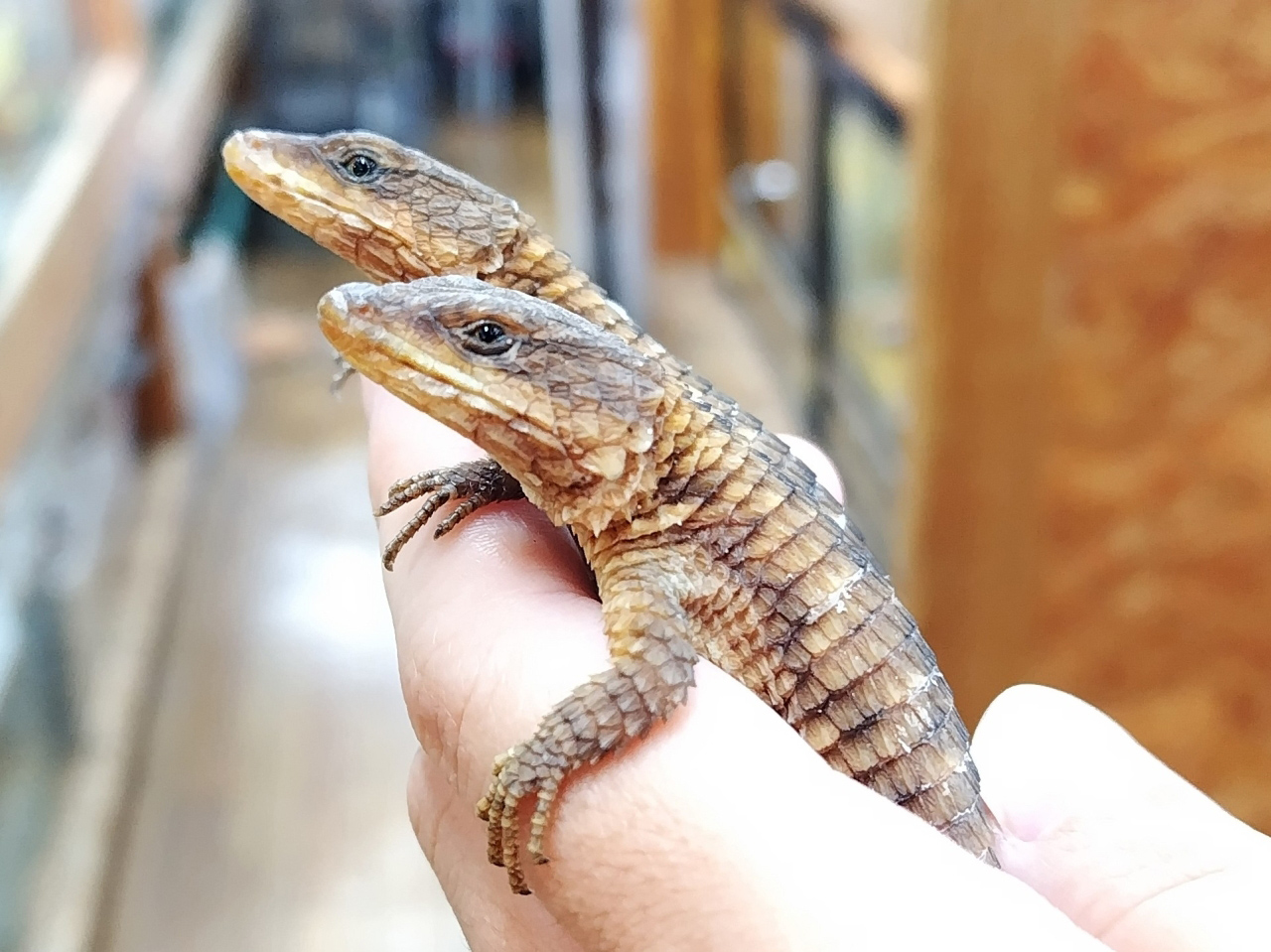 マサイヨロイトカゲ(11)