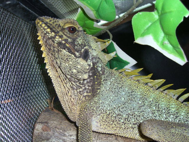 ディロフスモリドラゴン(11)