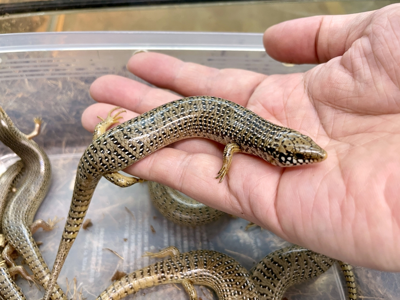 オオアシカラカネトカゲ(10)