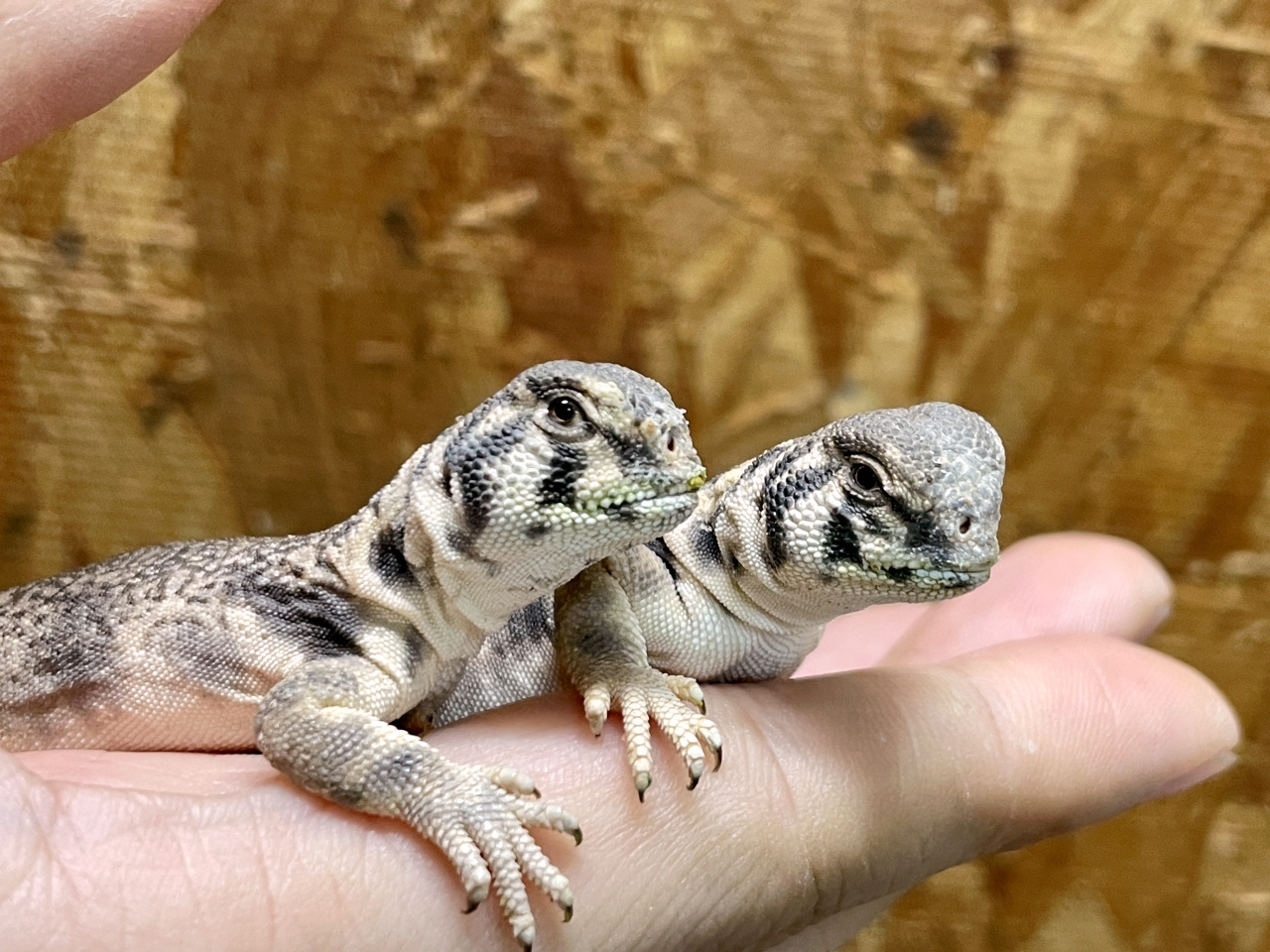 トーマストゲオアガマ(8)