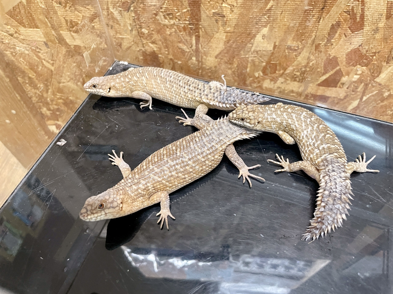 ストケスイワトカゲ(8)