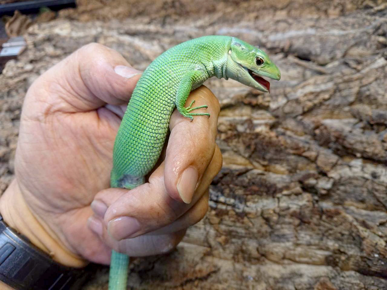 ミドリガストロカナヘビ(3)