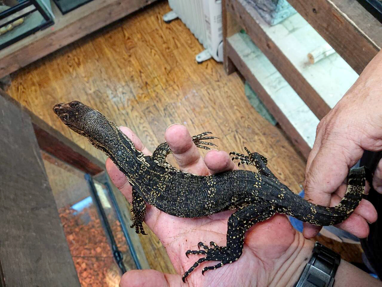 サルバトールモニター（ジャワ産）(2)