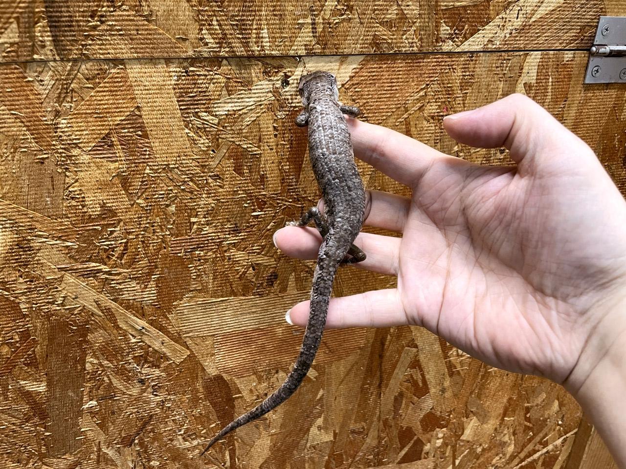 モモジタトカゲ(5)