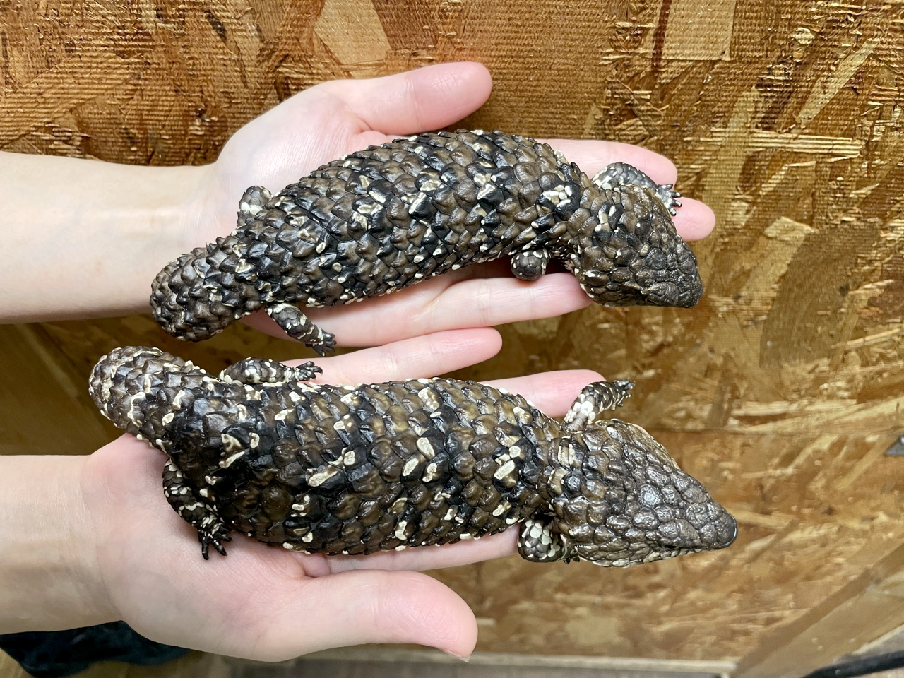 ヒガシマツカサトカゲ(9)