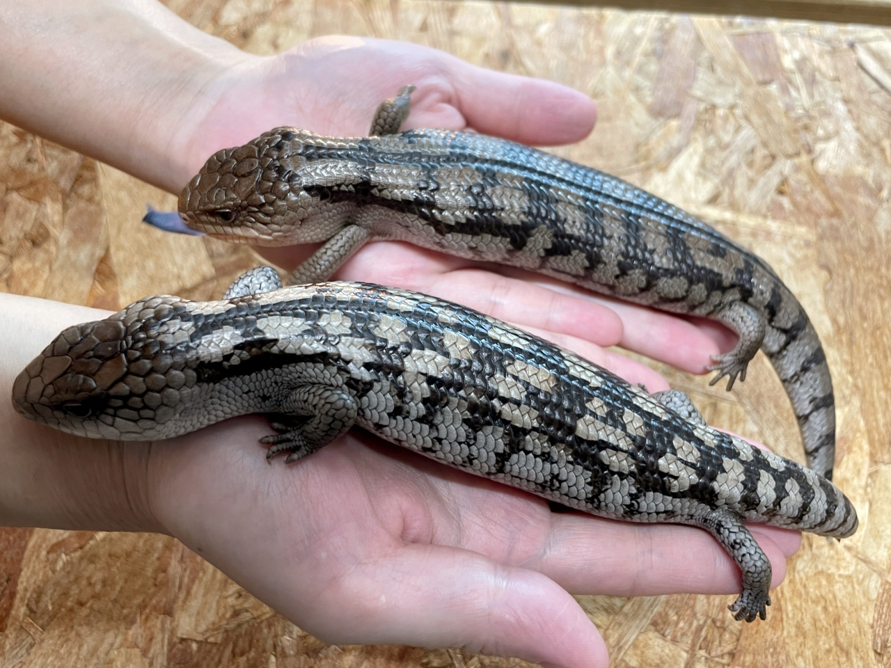 マダラアオジタトカゲ(7)