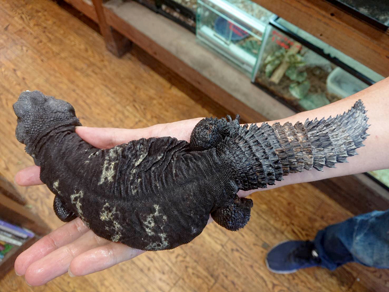 オビトゲオアガマ(2)