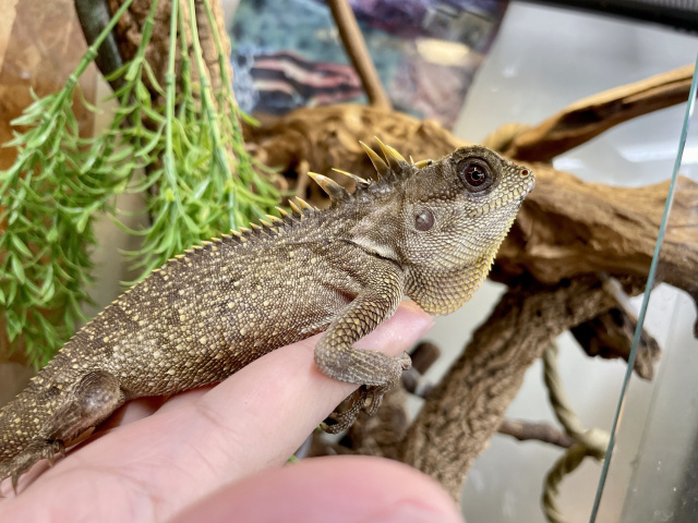 ベトナムクシトカゲ