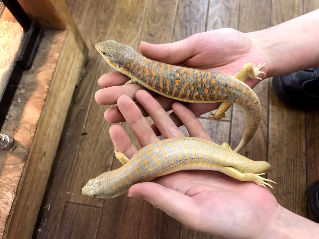 シュナイダースキンク(3)