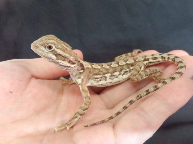 ローソンアゴヒゲトカゲ(11)
