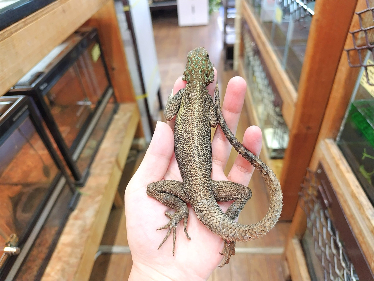 レインボーアガマ(2)