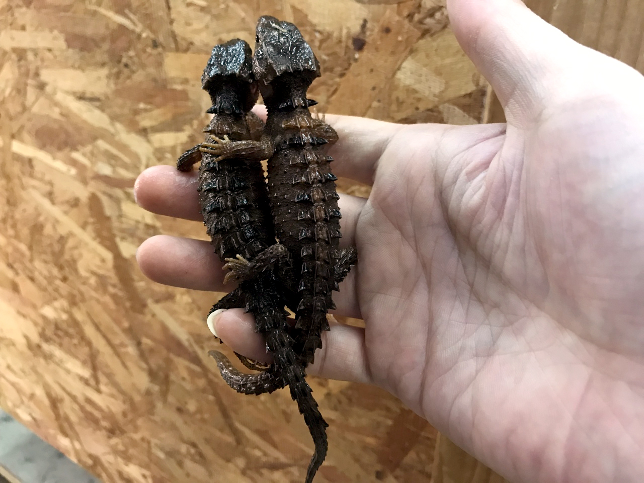 モトイカブトトカゲ(3)