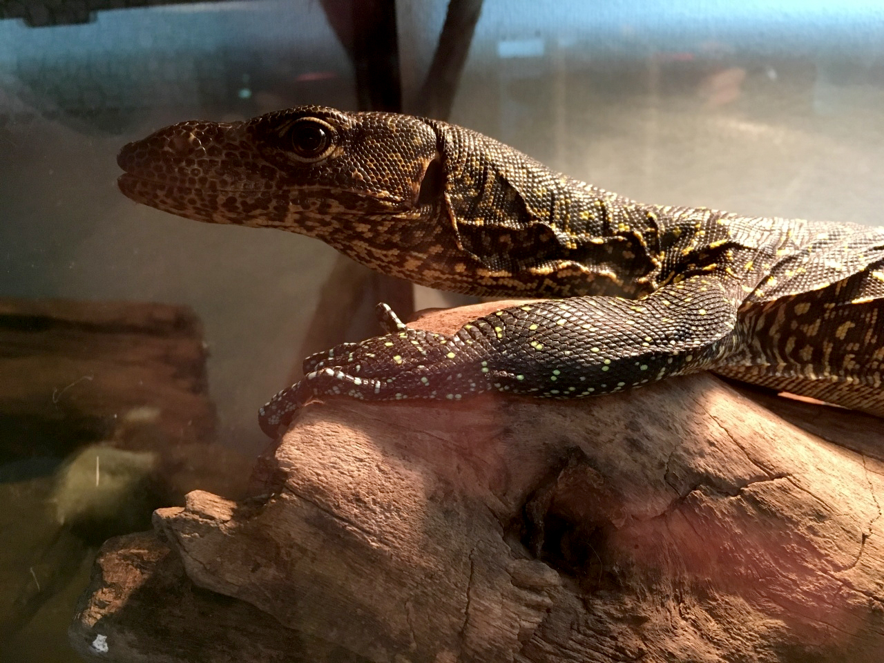 ブルーテールモニター(5)