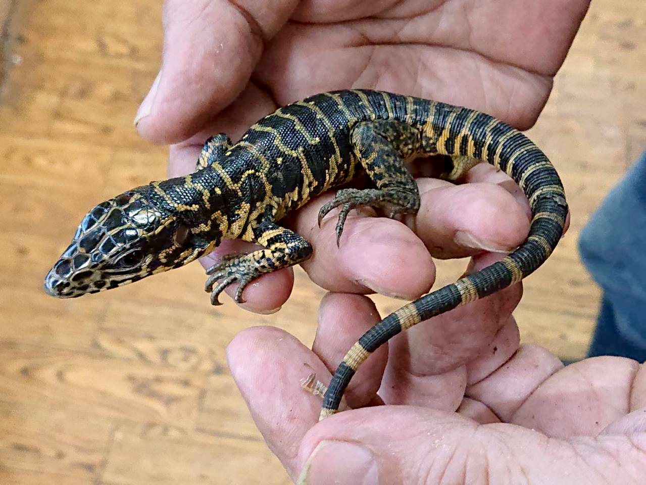 ゴールデンテグー(5)