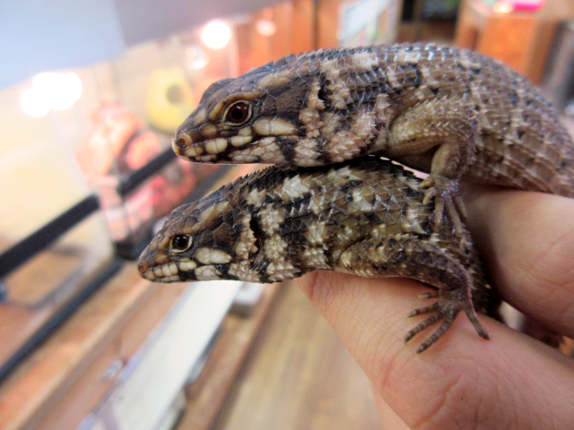 ホズマーイワトカゲ(5)