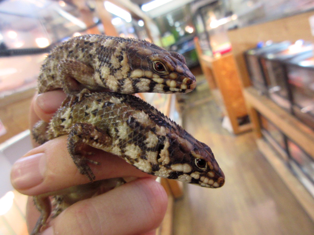 ホズマーイワトカゲ(6)
