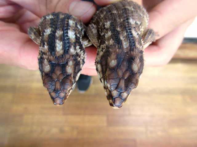 ホズマーイワトカゲ(7)