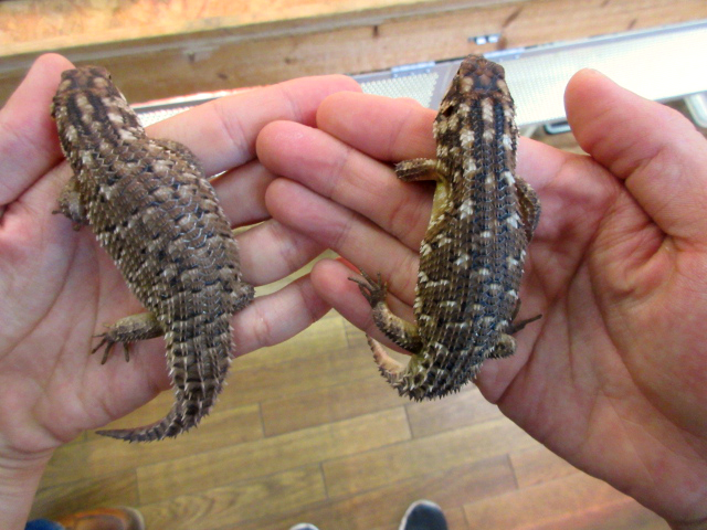 ホズマーイワトカゲ(8)