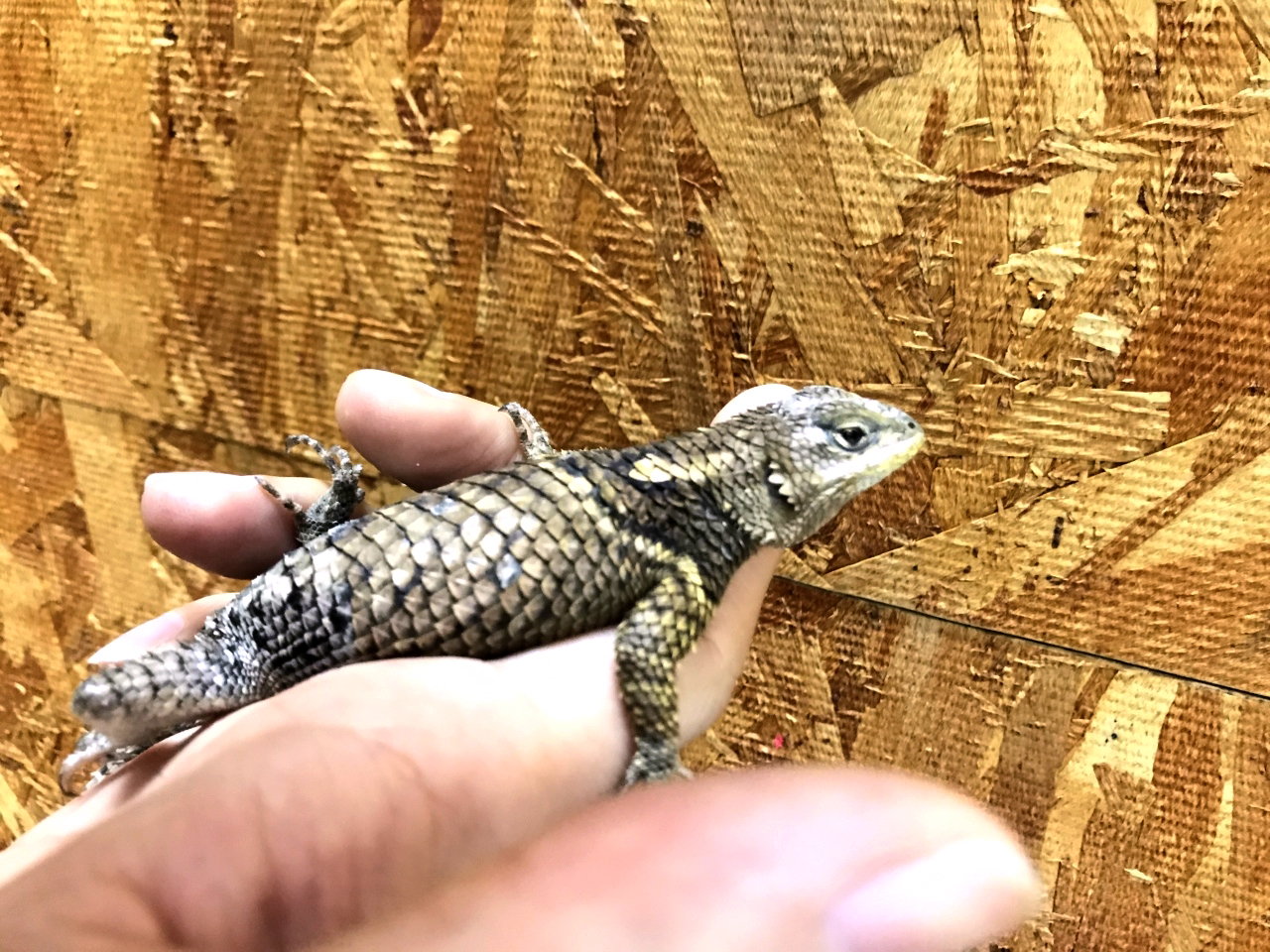 メキシコアオハリトカゲ(4)