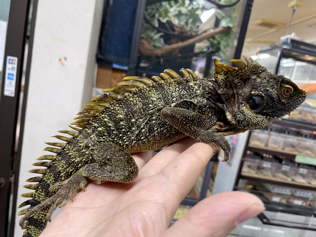 ディロフスモリドラゴン(4)