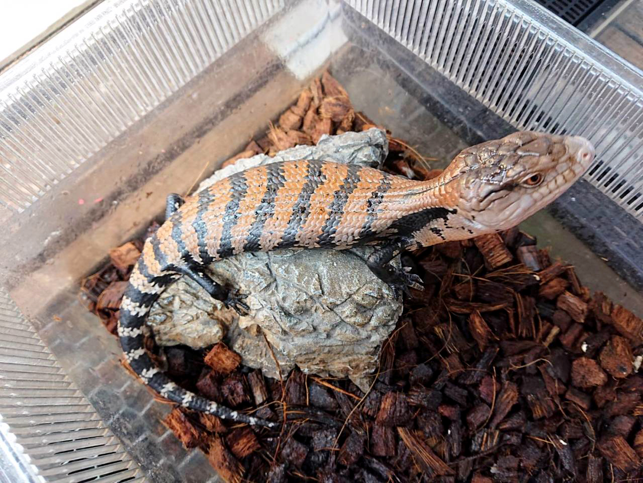 ハルマヘラアオジタトカゲ(2)