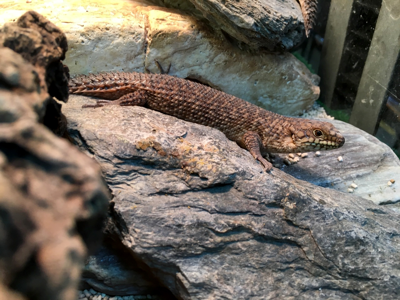 ストケスイワトカゲ(1)