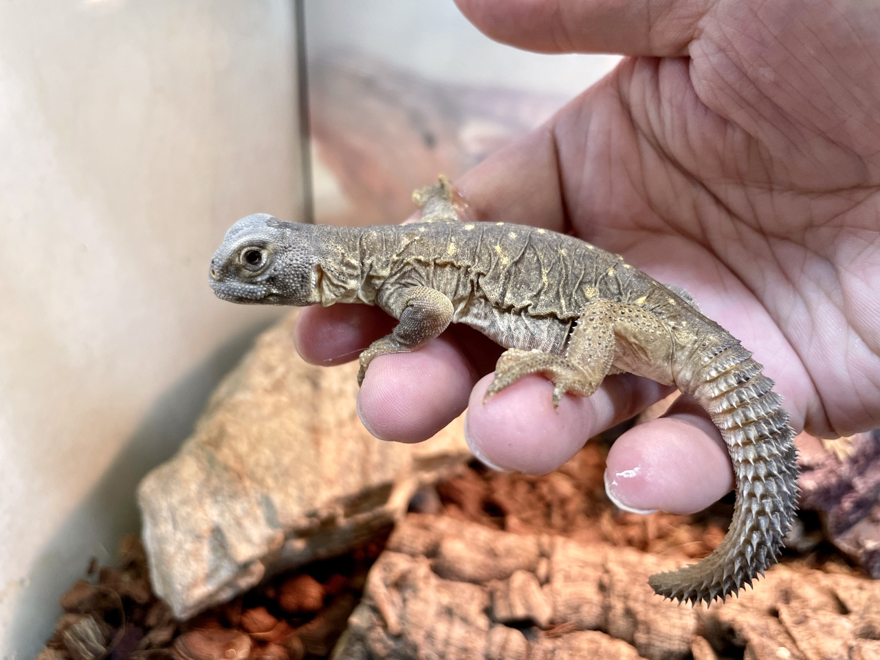 エジプトトゲオアガマ(12)