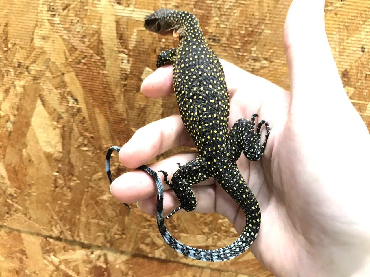 カールシュミットモニター(8)