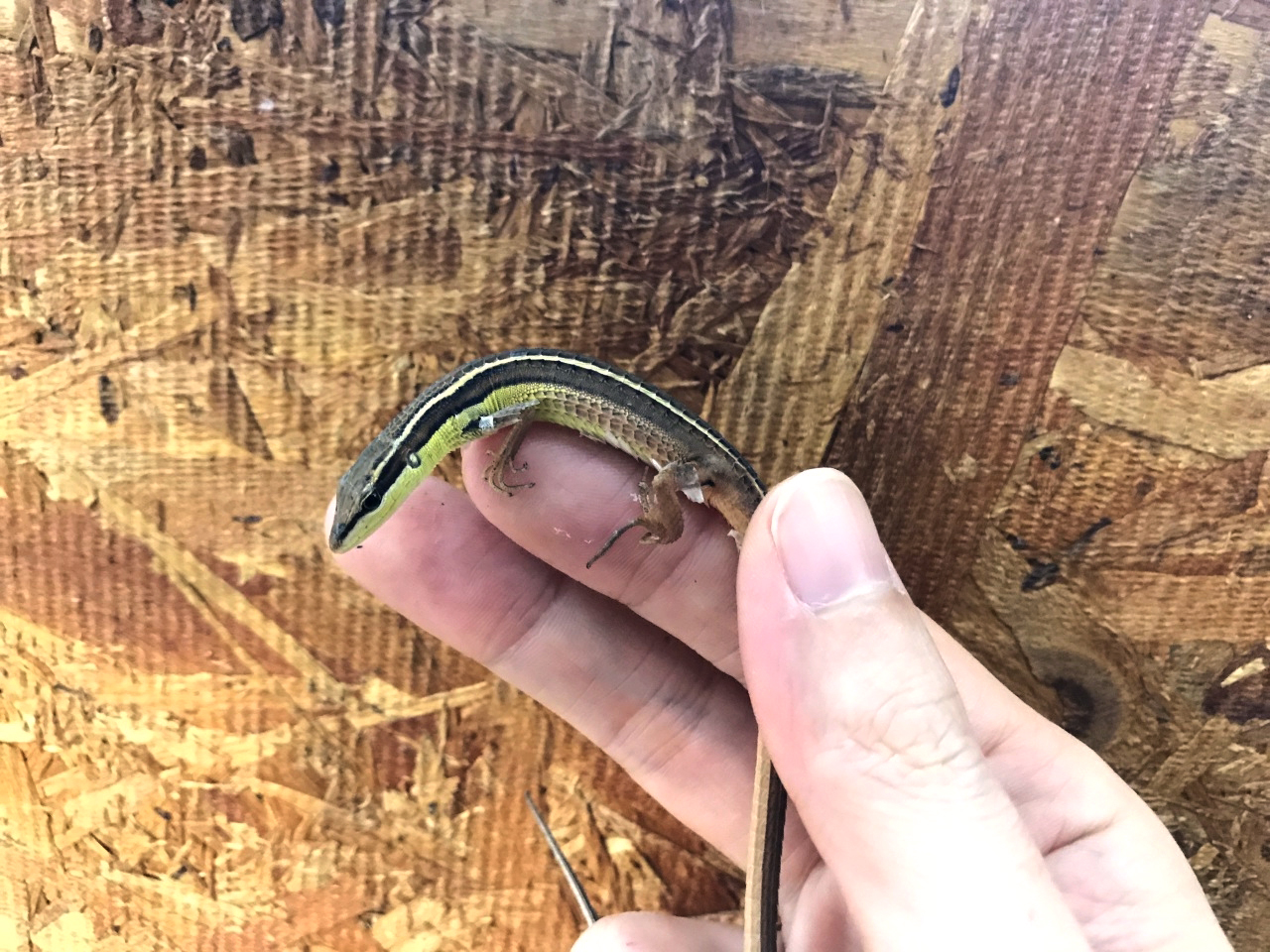 オナガカナヘビ(2)