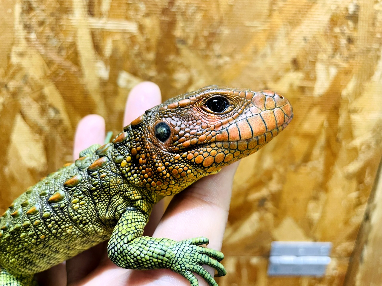 ギアナカイマントカゲ(3)