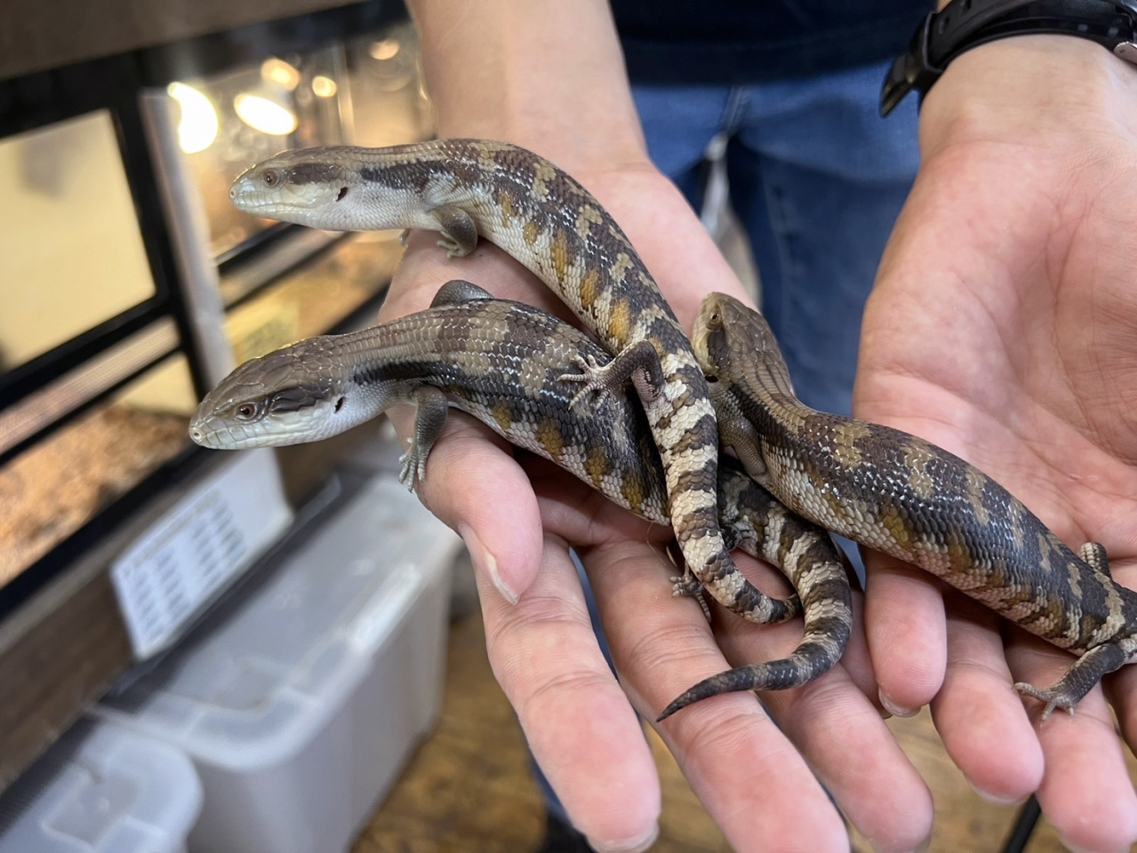 ヒガシアオジタトカゲ(2)