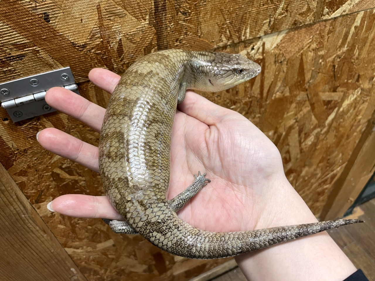 キメラアオジタトカゲ(7)