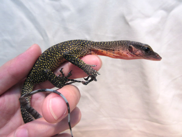 カールシュミットモニター(10)